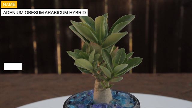 Adenium Obesum Arabicum Hybrid