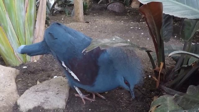 VLOG. Королевство птиц на Ниагарском Водопаде. Bird Kingdom Niagara Falls. смотреть онлайн