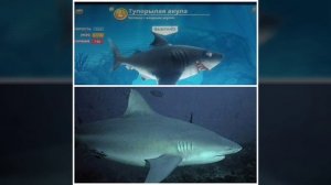 АКУЛЫ ИЗ ИГРЫ : HUNGRY SHARK WORLD В РЕАЛЬНОЙ ЖИЗНИ