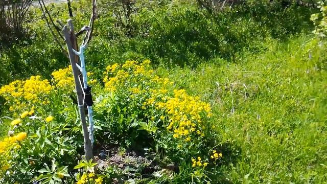 Чем занять ребенка летом на даче? Что посажено в теплице? смотреть онлайн