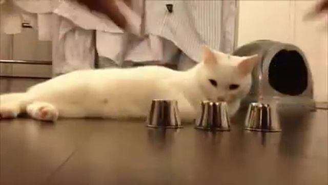 three cups and a ball game with a smart cat смотреть онлайн