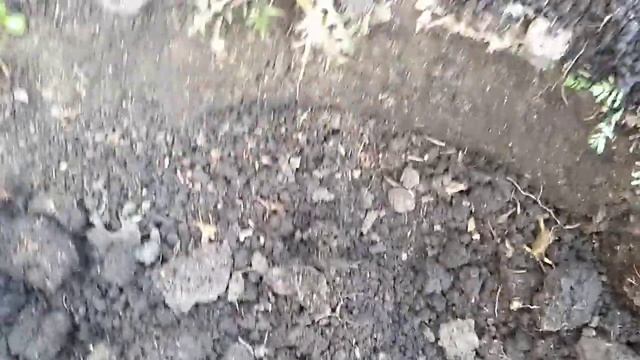 Как спасти розы смотреть онлайн