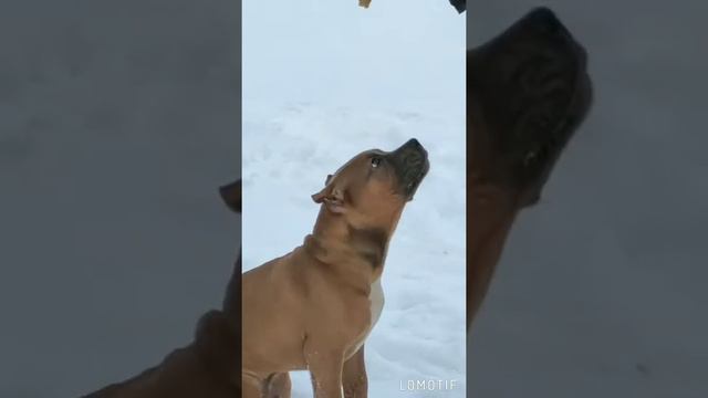 Американский булли 🥰 смотреть онлайн