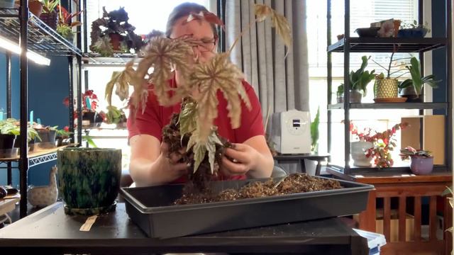 & The Begonia Mistake смотреть онлайн