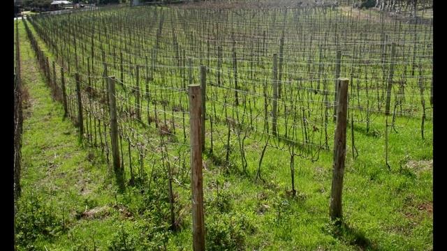 ВНОШУ ЭТО В ПОЧВУ ОСЕНЬЮ! ПОВЫШАЕТ ПЛОДОРОДИЕ ЗЕМЛИ В 100 РАЗ смотреть онлайн