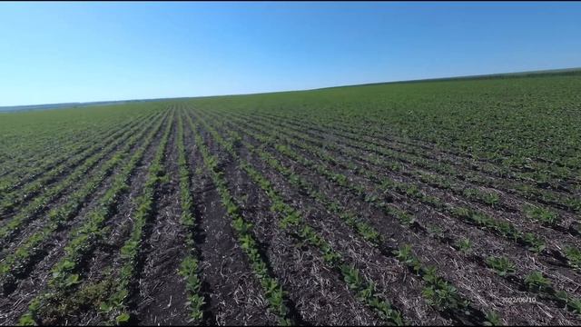 Хим. обработка сои 2022 "базагран" + "хармони". смотреть онлайн