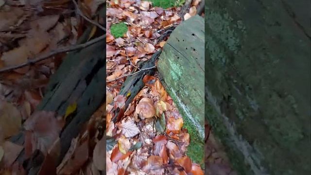 Как мы ходили в лес за грибами. Огромные белые и подосиновики в волшебном лесу! Такое видел впервые смотреть онлайн