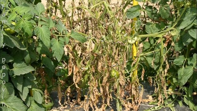 Бактериоз Томатов Поможет Только Этот Препарат! Чем Лечить Бактериоз Томатов? Фитолавин смотреть онлайн