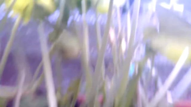 Земляника и клюква 21.04.2018 смотреть онлайн