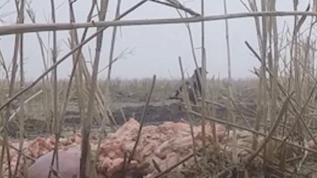 птицы Казахстан 5 и 6 февраля 2022 год смотреть онлайн