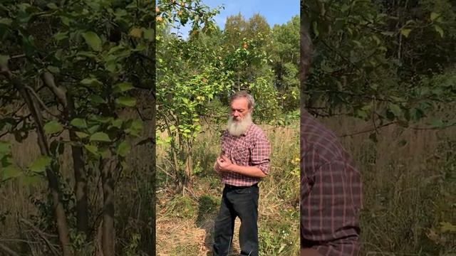 Яблоня, сорт Орловский сенап смотреть онлайн