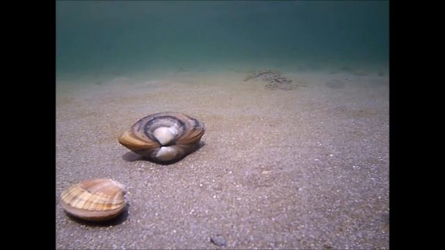 КАК ЗАРЫВАЮТСЯ В ПЕСОК РАКУШКИ смотреть онлайн