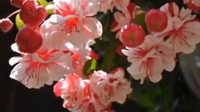 Flowers and Music( Aranjuez, mon amour - Richard Anthony Sound recording ) смотреть онлайн