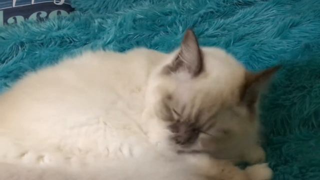 Ragdoll kitten - Котенок Рэгдолл в 10 месяцев - основные моменты в уходе и питании смотреть онлайн