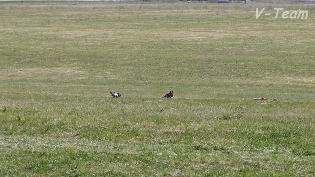 Уиппеты TATYANIN DEN VERNIY (красн) - AIRON AGILE KIN DNEPROVSKAYA PIRANYA (бел). CACIL-2017, МО. смотреть онлайн