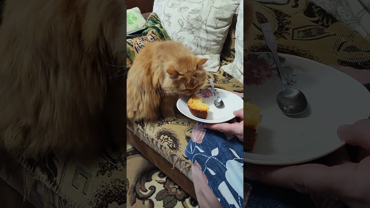 Кусь Кусь))) смотреть онлайн