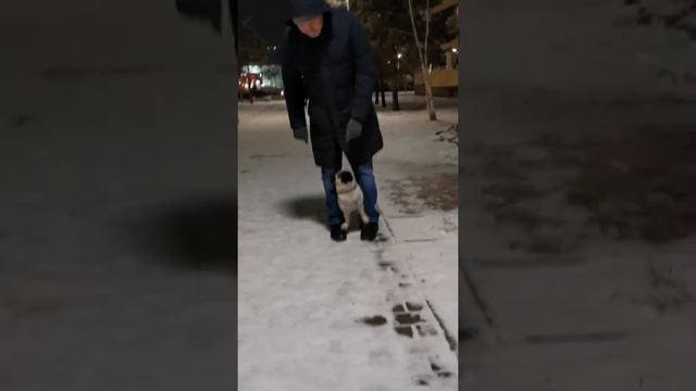 Дрессировка мопса. Результаты 2х занятий смотреть онлайн