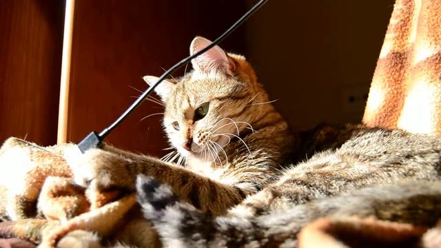 Nikon D3100+Kitlens+Cat смотреть онлайн