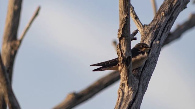 The Walnut Creek Lake and Recreation Area смотреть онлайн