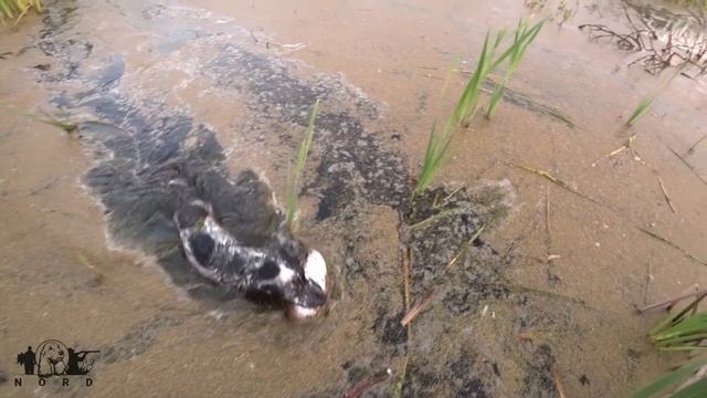 Охота на серую куропатку с дратхааром, девушка охотник / Gray Partridge Hunting