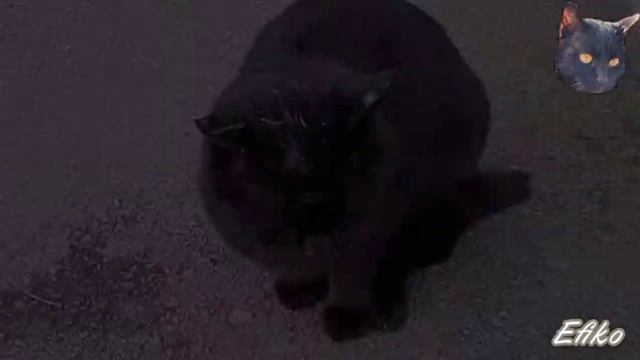 Подари мне любовь разбивая руки в кровь ?/Love and live ꍟꈤꀸ꒒ꍟꌗꌗ №1/ смотреть онлайн