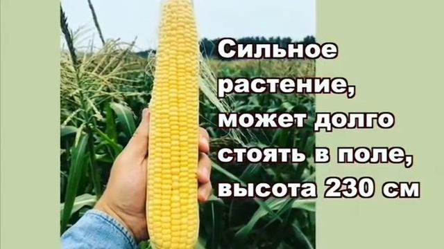 Кукуруза-Megaton F1 от компании Clause смотреть онлайн