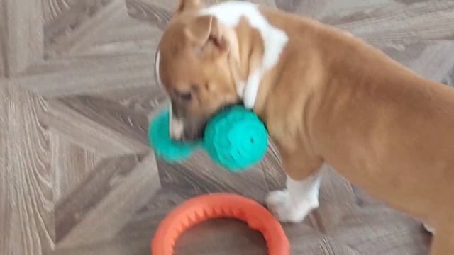 5 февраля 2022 г.НАШИ ХВОСТИКИ.БУСЯ .АФИНА.@семьягевондян