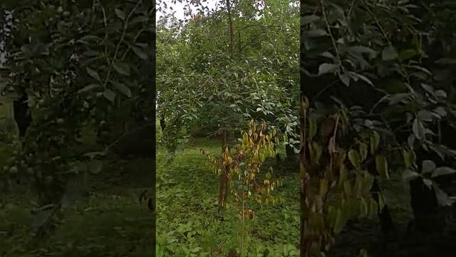 Обзор участка, после покупки и улучшения внешнего вида смотреть онлайн