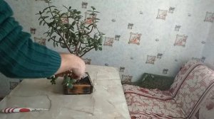Бонсай из денежного дерева своими руками.  Формирование толстянки в стиле бонсай