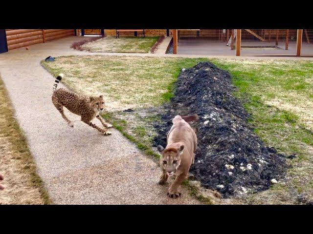 Месси выпрыгнул к Герде! Пума Месси в поисках острых ощущений! Встреча состоялась! смотреть онлайн