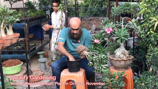 How To Repot Adenium Plant in October, November | Quality Gardening | Lahore, Pakistan смотреть онлайн