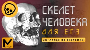 Скелет человека для ЕГЭ / Биология без H2O! / Классификация костей и 3D-модель скелета
