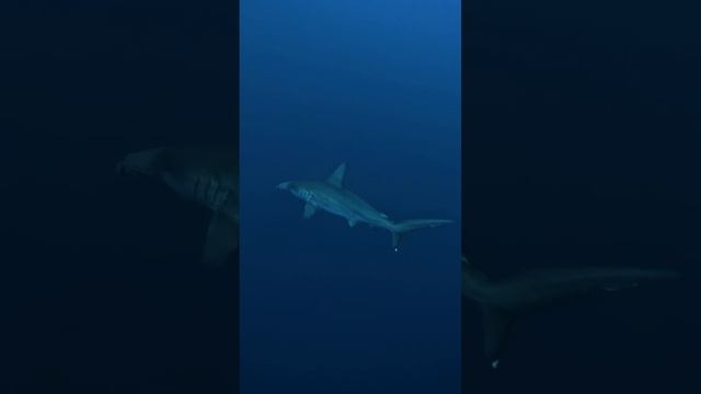 Бронзовая акула-молот на Мальдивах смотреть онлайн