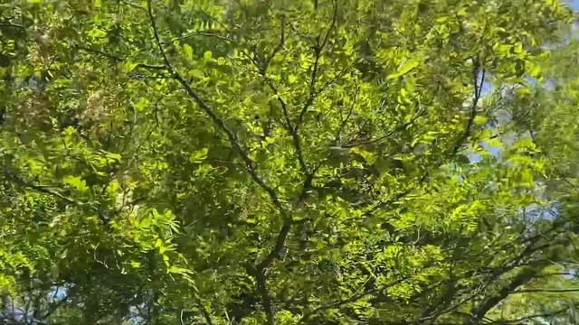 Как там Акация???