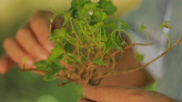 экономичней решения для сада и дачи смотреть онлайн
