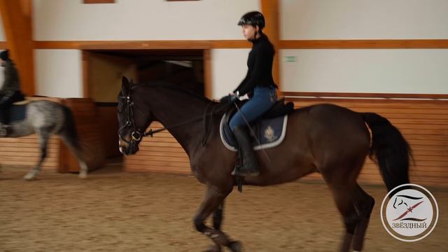 Работа шенкелем / Уроки верховой езды / Как должна лежать нога / Закономерности в работе шенкелем смотреть онлайн