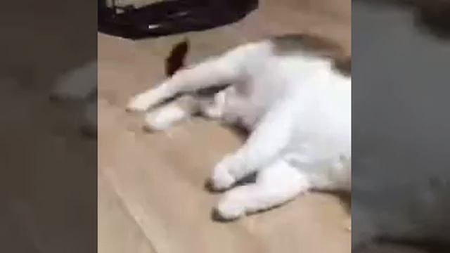 Мёртвая кошка смотреть онлайн