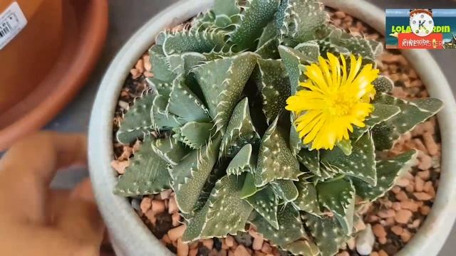 Faucaria Tigrina "Tiger Jaw" / Lola's Hardin смотреть онлайн