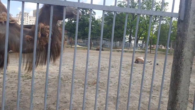 Смешной верблюд смотреть онлайн