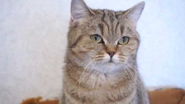 Причины рвоты у кошки смотреть онлайн