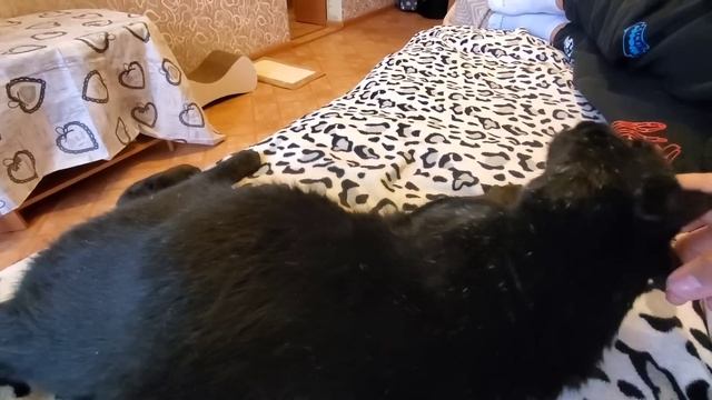 Первый день с Сайгаком ! Боже какой он классный смотреть онлайн