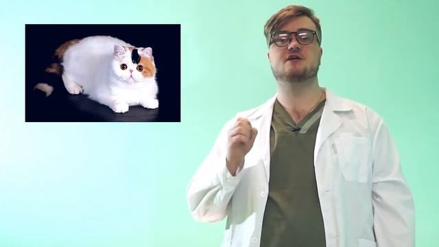 Почему у кота воняет изо рта? Неприятный запах изо рта у кошки, что делать? смотреть онлайн