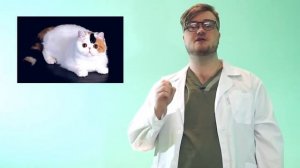 Почему у кота воняет изо рта? Неприятный запах изо рта у кошки, что делать?