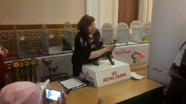 Кривой Рог 2019 КЛК "Ирбис" 13 апреля смотреть онлайн