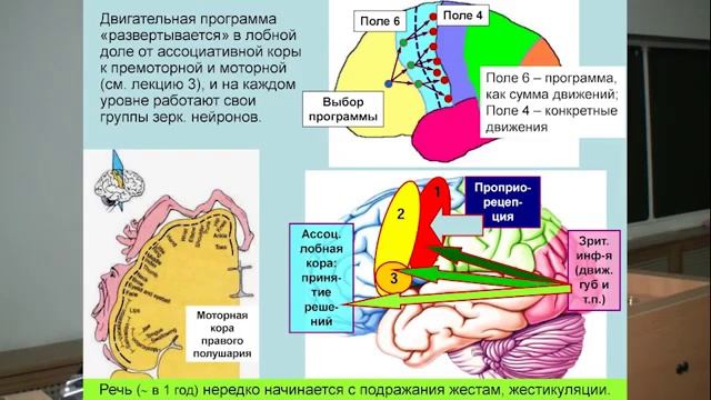 В.А.Дубынин. Лекция 7. Сострадание и сопереживание. Зеркальные нейроны. смотреть онлайн