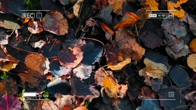 Грибы зовут!