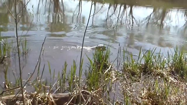 Ник и Л.Л.на прогулке! Подача с воды! смотреть онлайн