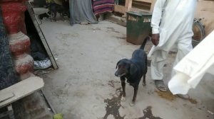 Как Сжигают Трупы Людей и выбрасывают их в реку Ганга Варанаси Индия Крематорий. Кремацыя