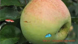 Яблоня обыкновенная Антоновка десертная ? обзор: как сажать, саженцы яблони Антоновка десертная