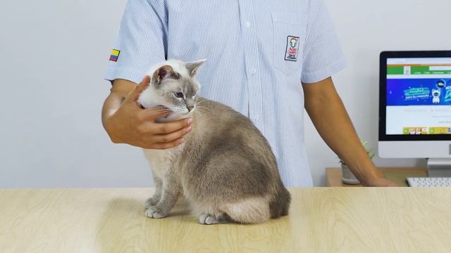 Pro Plan Gatos Cuidado Urinario Urinary | Agrocampo смотреть онлайн
